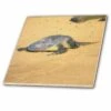 3dRose Sea Turtle On Na Pali Coast Hawaii - Ceramic Tile, 4-inch -Discount Flooring Store 186b71e5 c996 454f 92e9 77e55fcd8982 1.7b7ceee35fd34ffa7ba8d189c5082d63 1800x1800