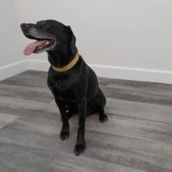 CALI Long-Board Vinyl Pro 6-Piece 9-in X 70.87-in Windswell Hickory Luxury Vinyl Plank Flooring 21 CALI Long-Board Vinyl Pro 6-Piece 9-in X 70.87-in Windswell Hickory Luxury Vinyl Plank Flooring -Discount Flooring Store 810124039578 12534993 1800x1800